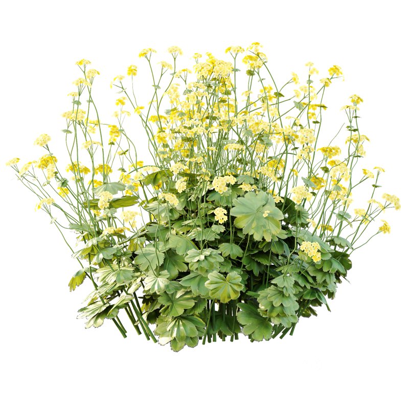 Alchemilla mollis flower Plant 01 Image 2