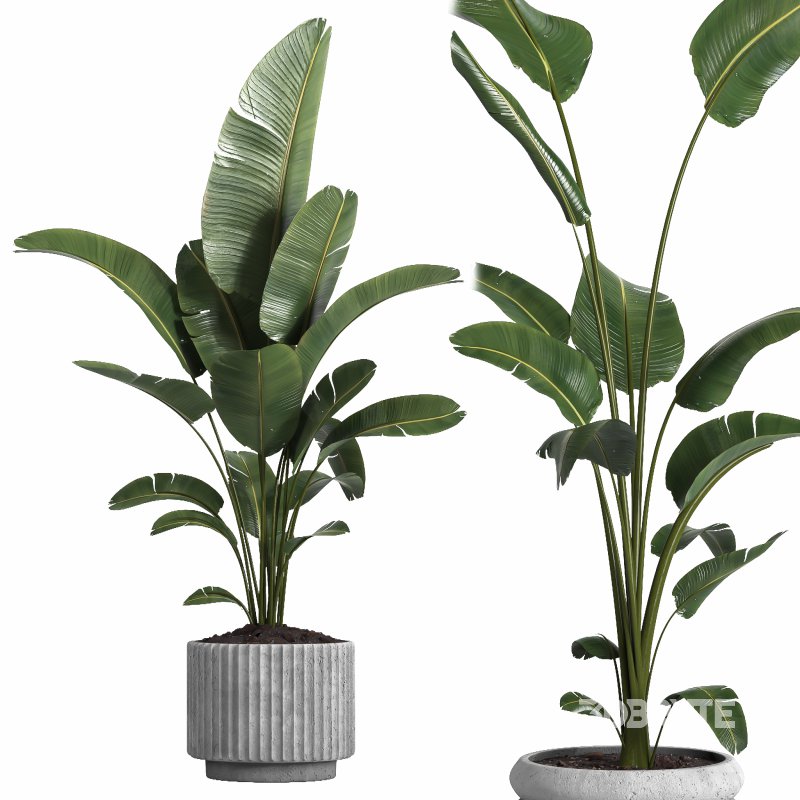 indoor plant 040 Image 2