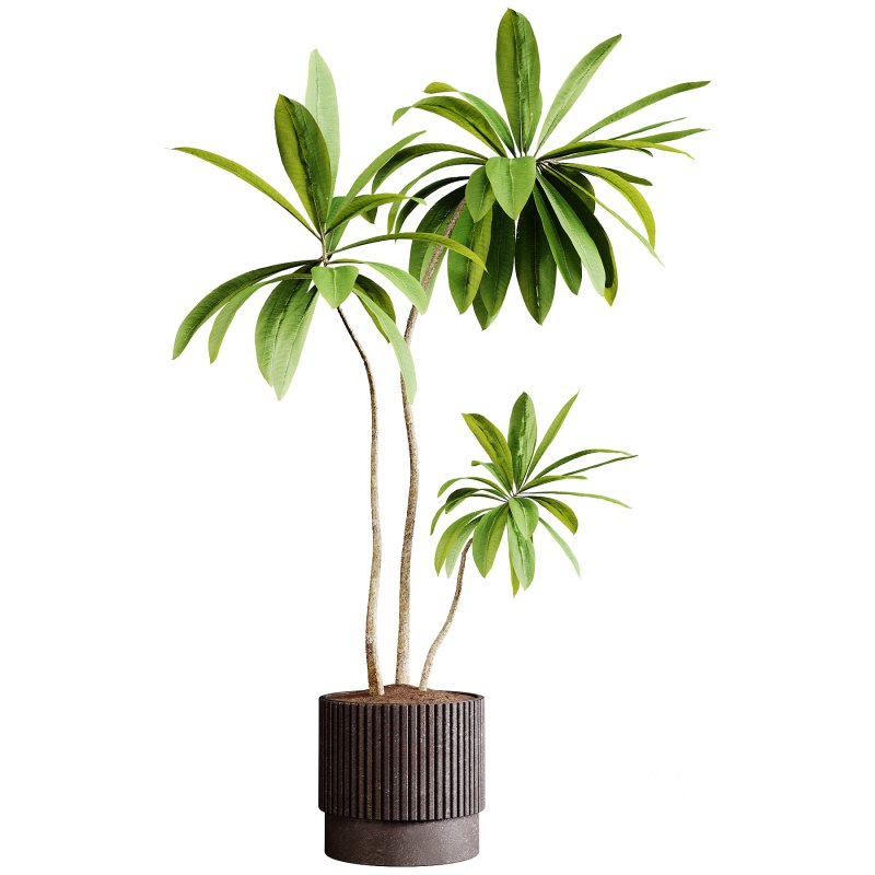 Indoor plants 77 – Plant in pot Image 3