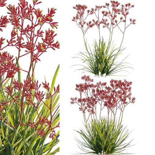 Anigozanthos flavidus – Kangaroo Paw 03
