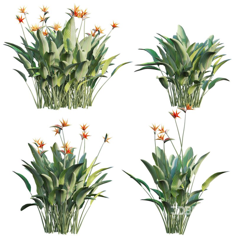 Strelitzia reginae – Bird of Paradise 03 Image 2