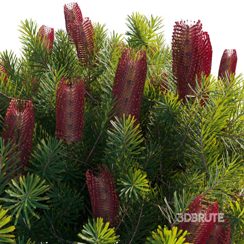 Banksia spinulosa – Hairpin Banksia 04 Image 4
