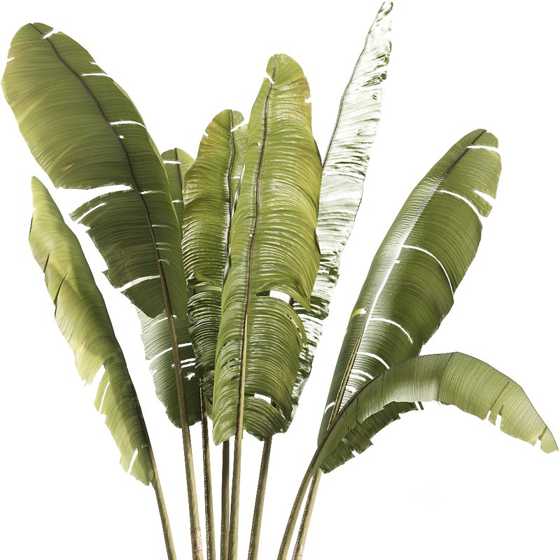 indoor plants – 41 plant in pot_corona Image 1