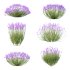 plant bush Flower Lavandula pedunculata 07 - Thumbnail 3