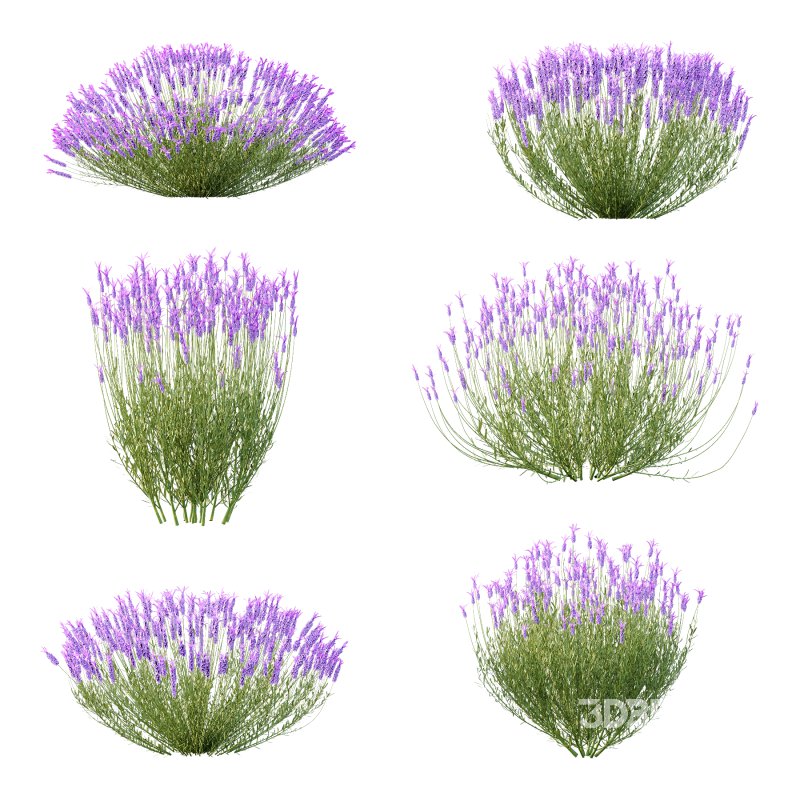 plant bush Flower Lavandula pedunculata 07 Image 3