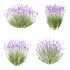 plant bush Flower Lavandula pedunculata 04 - Thumbnail 2