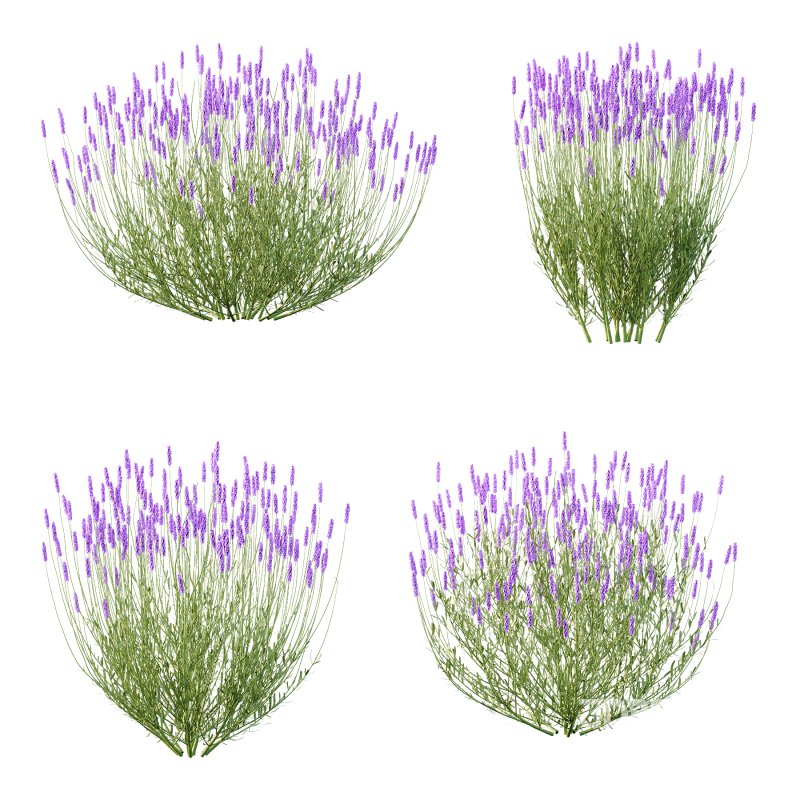 plant bush Flower Lavandula pedunculata 04 Image 2