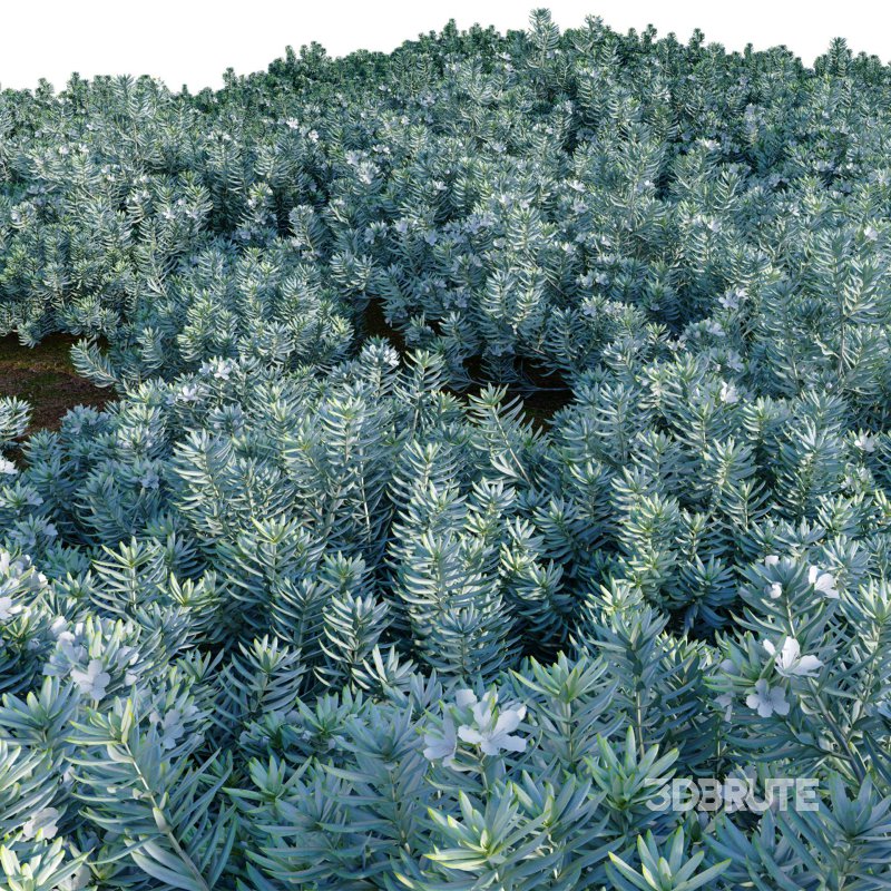 Westringia fruticosa – Coast Rosemary 01 Image 4