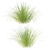 Carex Elata Aurea Grass 02 - Thumbnail 5