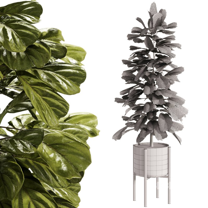 Indoor Plants – 27 Plant in pot Image 1