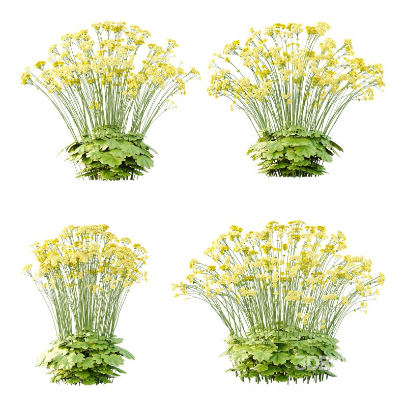 Alchemilla mollis flower Plant 03 Image 3