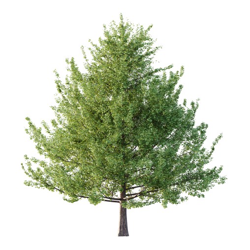 Maidenhair Ginkgo Biloba Tree 06