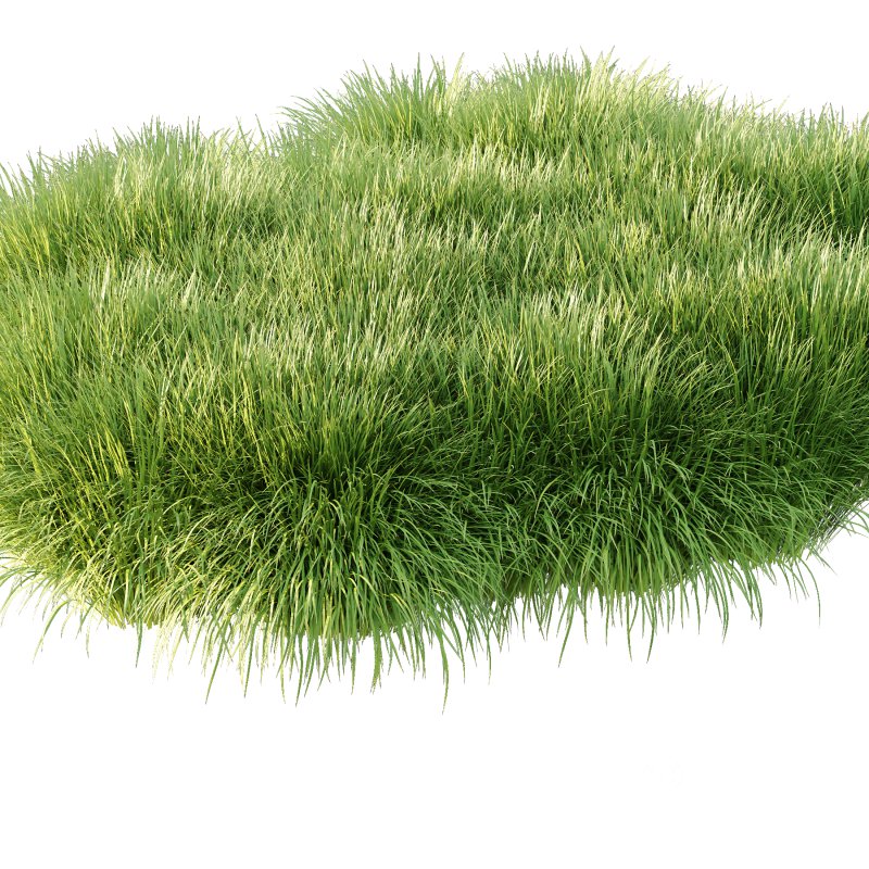 Carex Elata Aurea Grass 01 Image 4