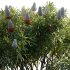 Banksia prionotes – Acorn banksia 03 - Thumbnail 3