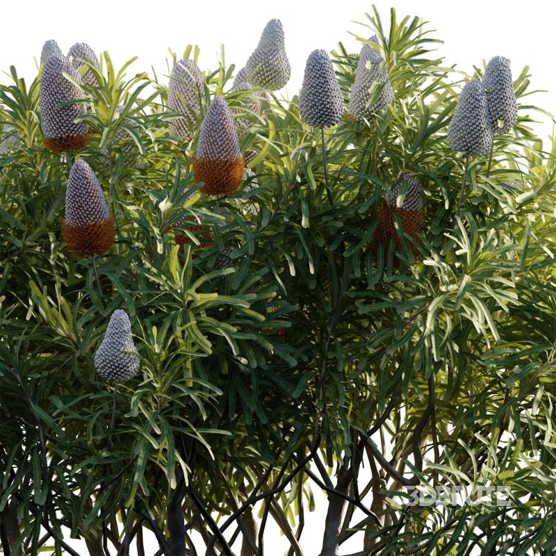 Banksia prionotes – Acorn banksia 03 Image 3