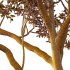 Sydney Blue Gum Tree 04 - Thumbnail 4