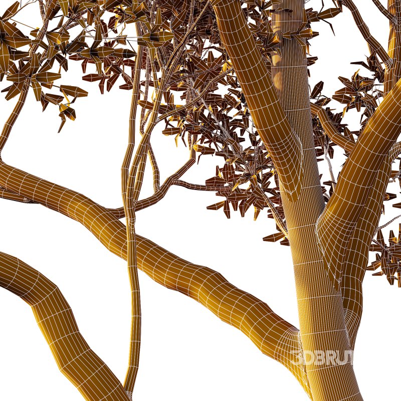 Sydney Blue Gum Tree 04 Image 4