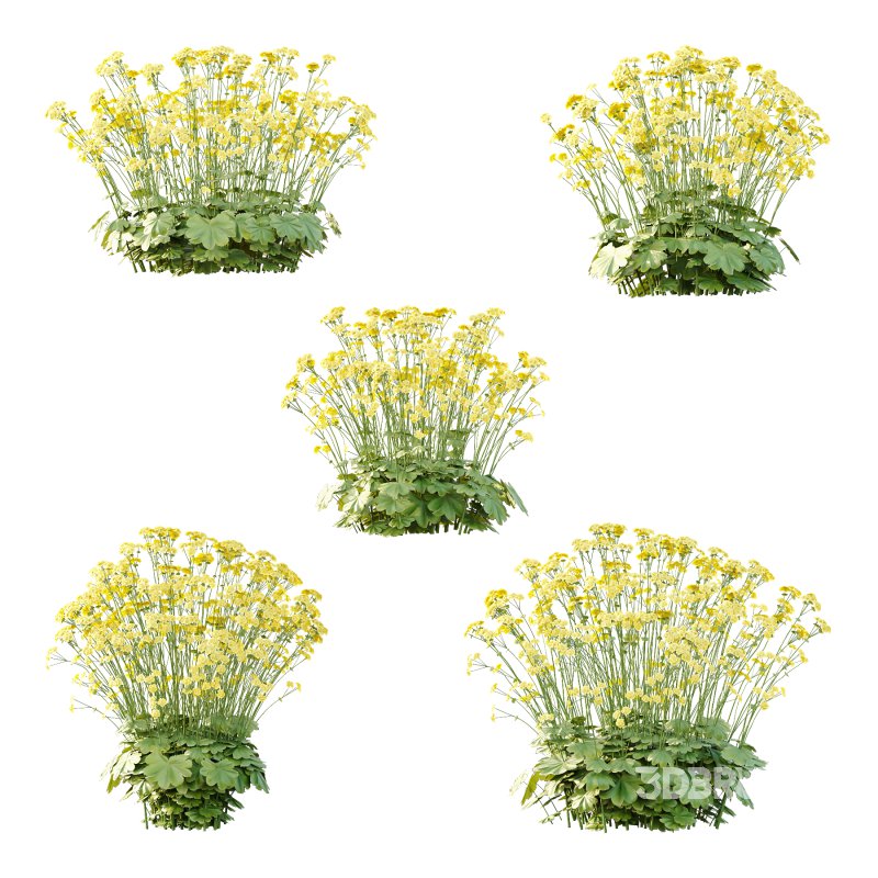 Alchemilla mollis flower Plant 02 Image 1