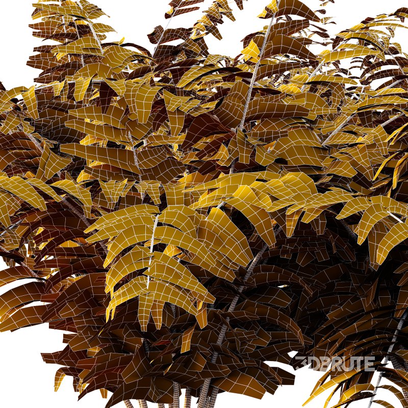 Macrothelypteris torresiana Fern bush 04 Image 7