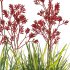 Anigozanthos flavidus – Kangaroo Paw 03 - Thumbnail 4