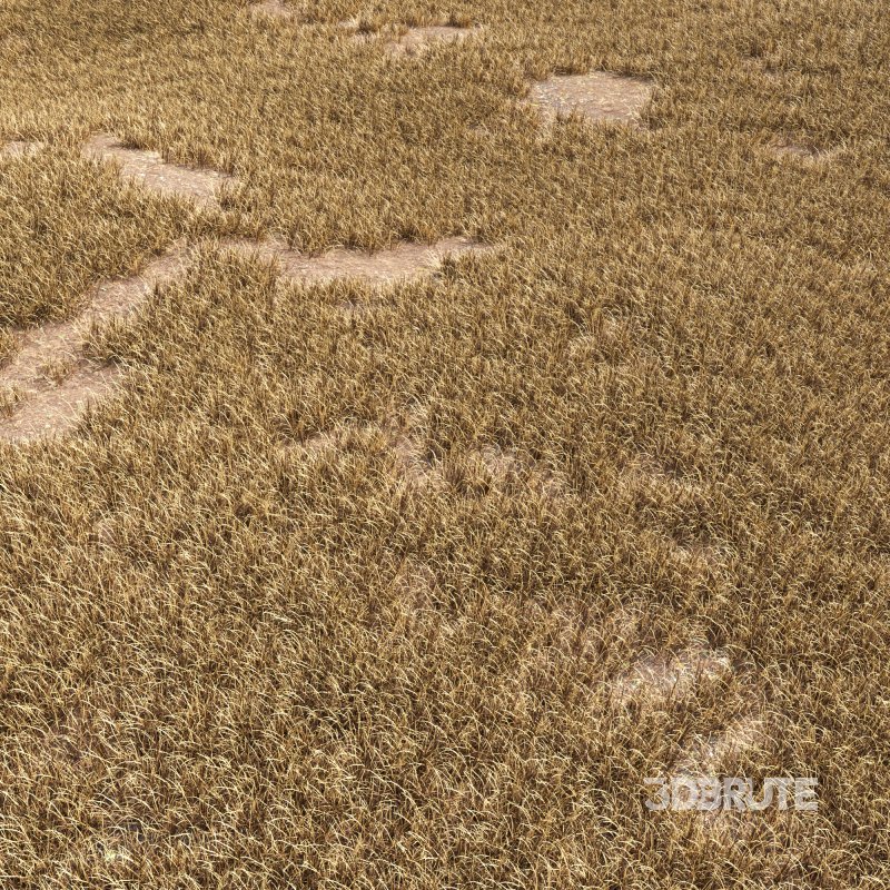 meadow (autumn) Image 7