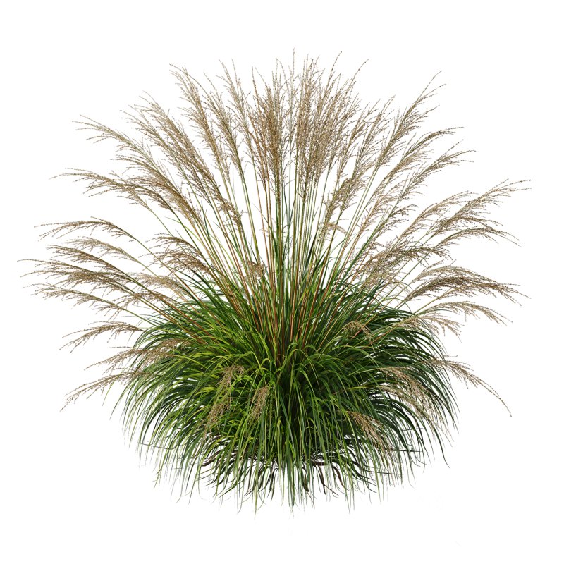 AV Molinia Caerulea Heidebraut Kleines Pfeifengras grasses Image 4