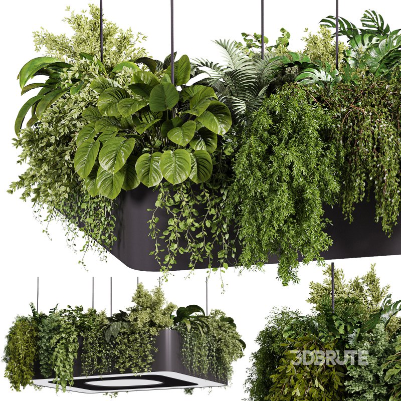 indoor plants – 64 Hanging indoor plant Image 7