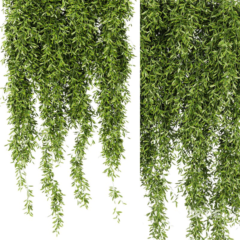 Indoor Plants – 21 hanging plants in pots Image 3