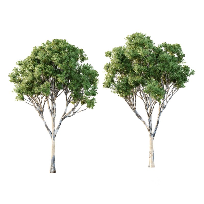 Sydney Blue Gum Tree 02 Image 1