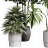 indoor plants 111 – plant collections in pot - Thumbnail 6