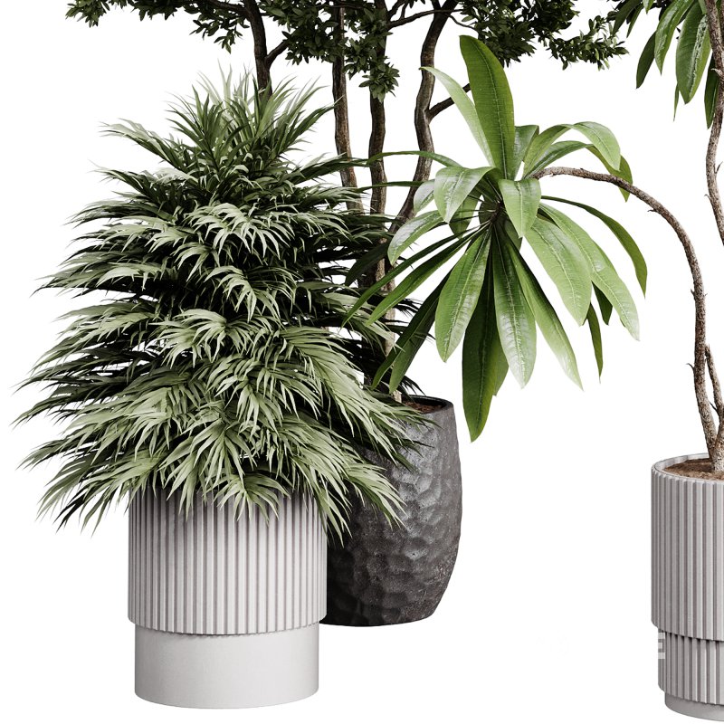 indoor plants 111 – plant collections in pot Image 6