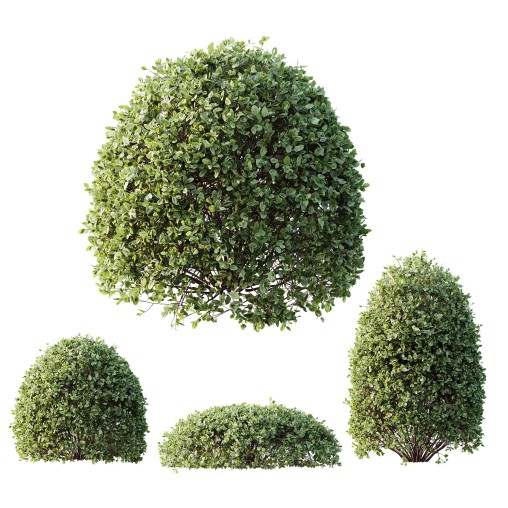 AV Plant Pittosporum Tobira Tenuifolium Shrub Buxus Semperviren Japanese Cheesewood03