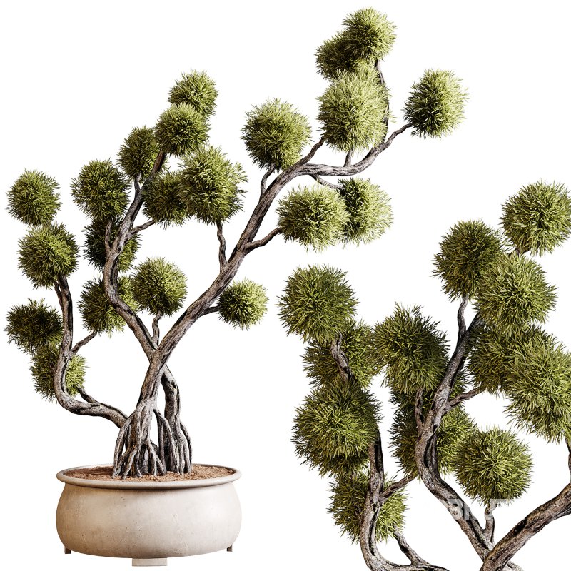 Indoor plants 74 – Bonsai Plant in pot Image 1