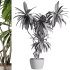 indoor plants – 66 plant in pot - Thumbnail 1