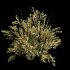 AV Cytisus scoparius 3 bushes - Thumbnail 5