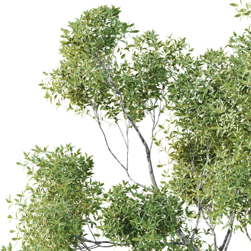 Sydney Blue Gum Tree 07 Image 3