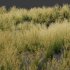 ntal grasses—**Celtica gigantea** (Golden Oats Grass) and **Nassella tenuissima** (Mexican Feather Grass)—curated for naturalistic, windswept landscapes and high-end 3D visualizations. - Thumbnail 8