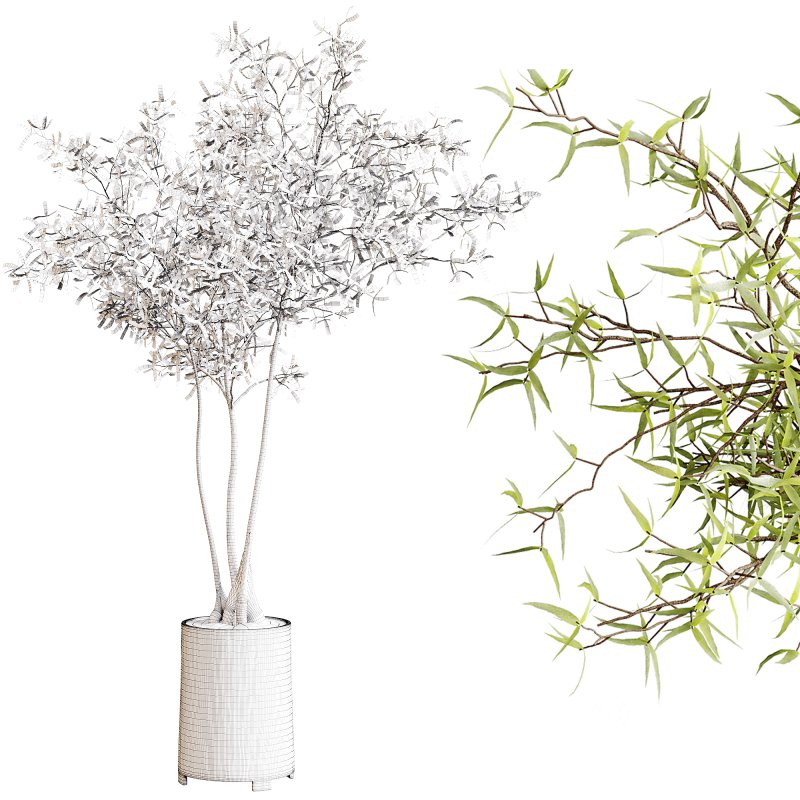 Indoor plants 100 – Plant in pot Image 4