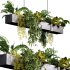 Hanging indoor Plants 04 - Thumbnail 4