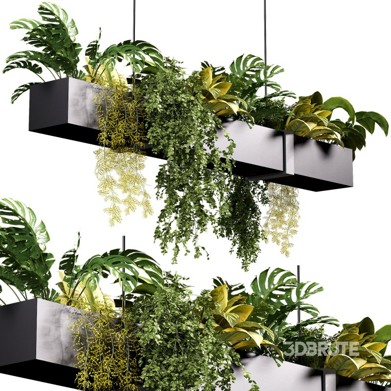 Hanging indoor Plants 04 Image 4