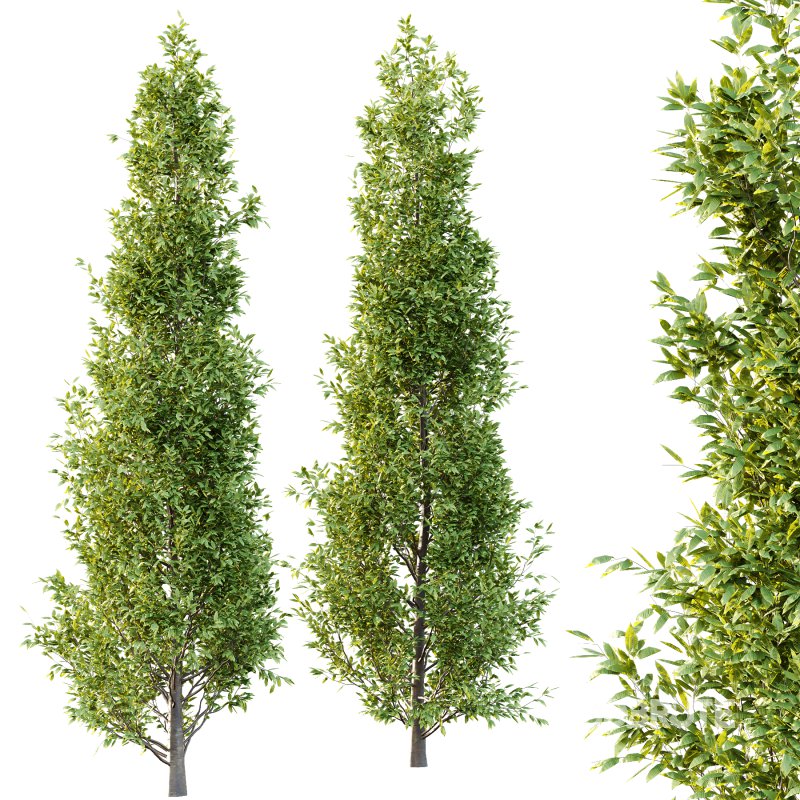 Fagus Grandifolia Tree 01 Image 1