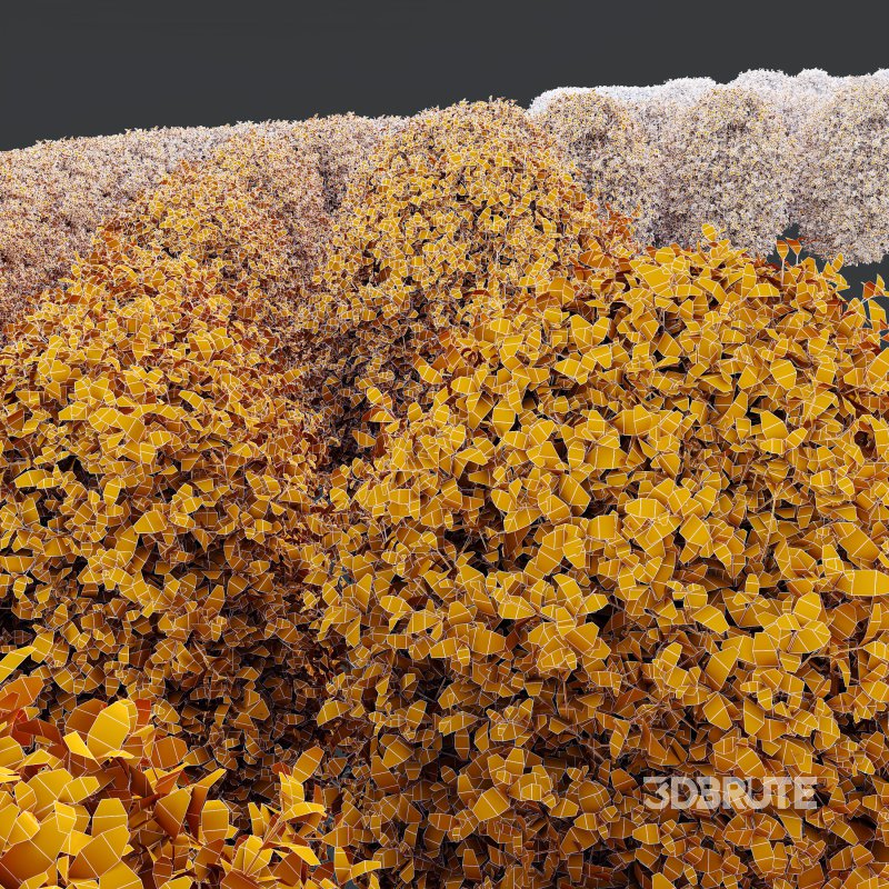 ntal strength to any architectural landscape. Native to Japan and Korea, this variegated privet is celebrated for its dense, glossy foliage edged with creamy yellow to golden margins—perfectly sculpted into geometric topiary forms or classic hedge rows. Image 7