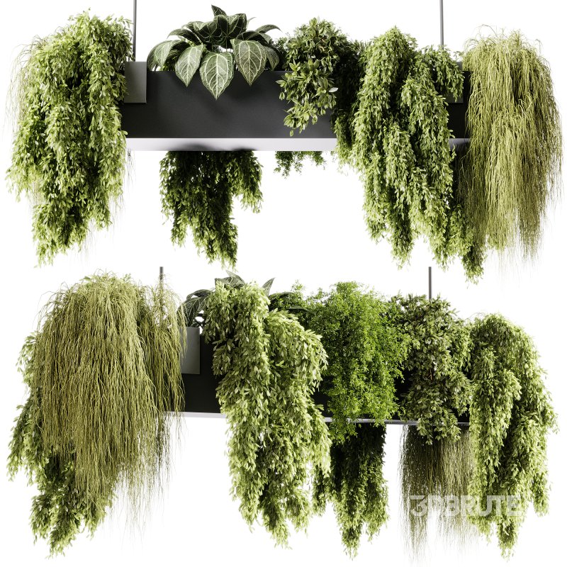 indoor plants 103- Hanging indoor plant Image 4