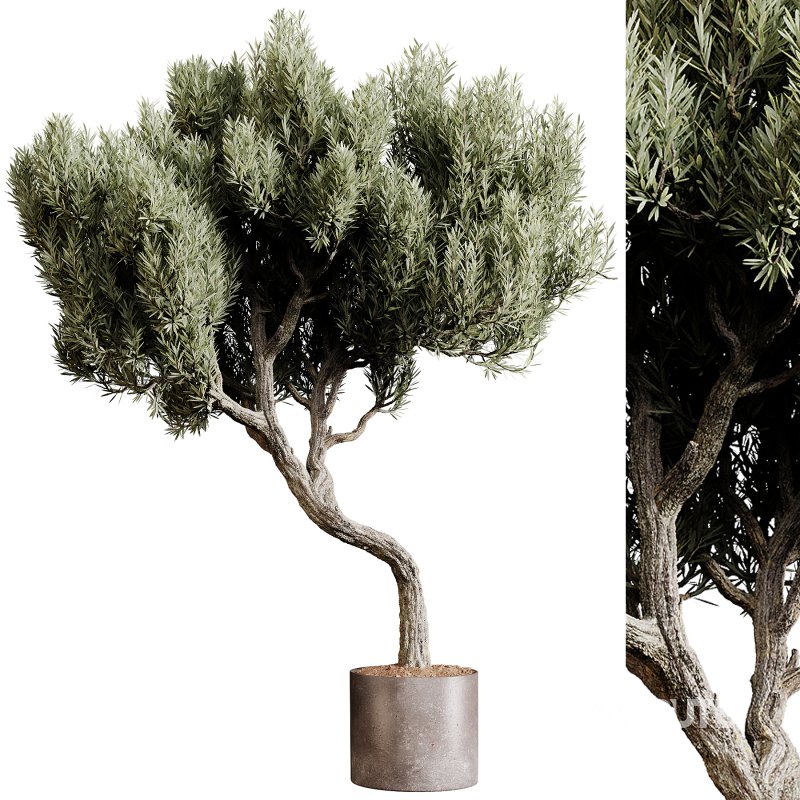 Indoor plants 80 – Plant in pot Image 1