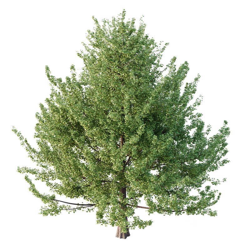 Maidenhair Ginkgo Biloba Tree 06 Image 3