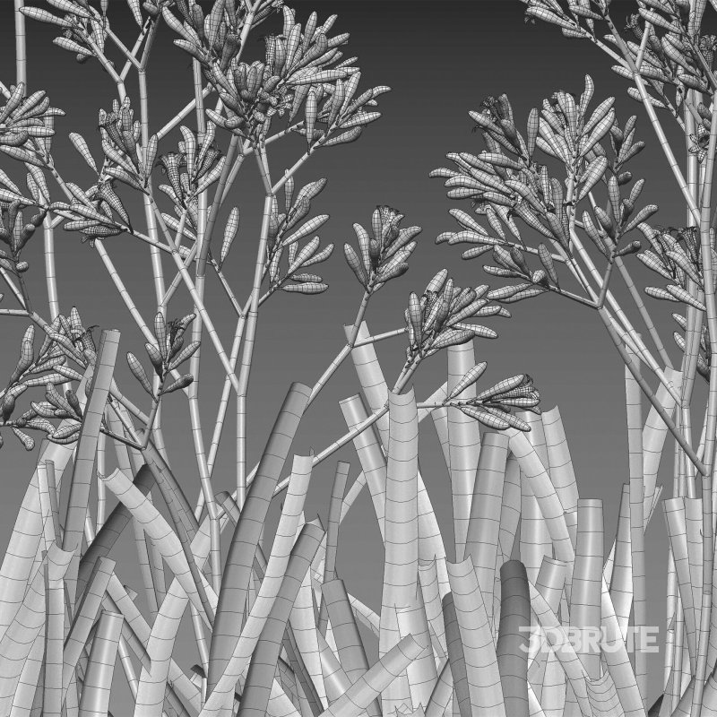 Anigozanthos flavidus – Kangaroo Paw 02 Image 7