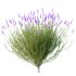 plant bush Flower Lavandula pedunculata 06 - Thumbnail 4