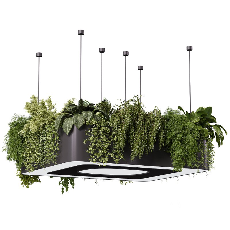 indoor plants – 64 Hanging indoor plant Image 5