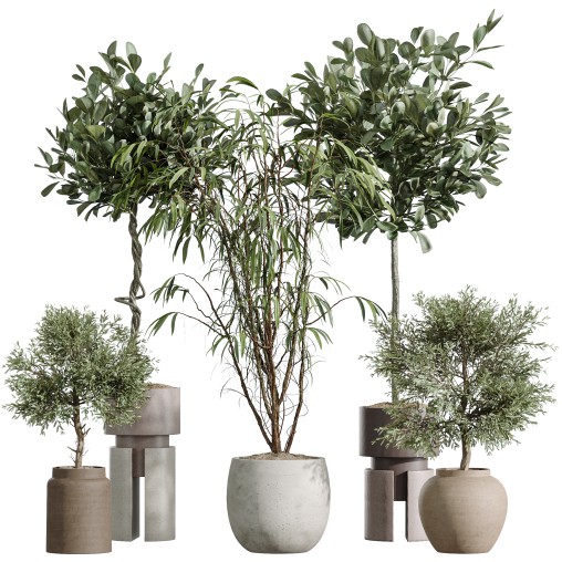 AV Indoor Plants Set 269 Ficus Microcarpa Moclame and Olive Elegant and Japandi Ficus Dracaena Marginata