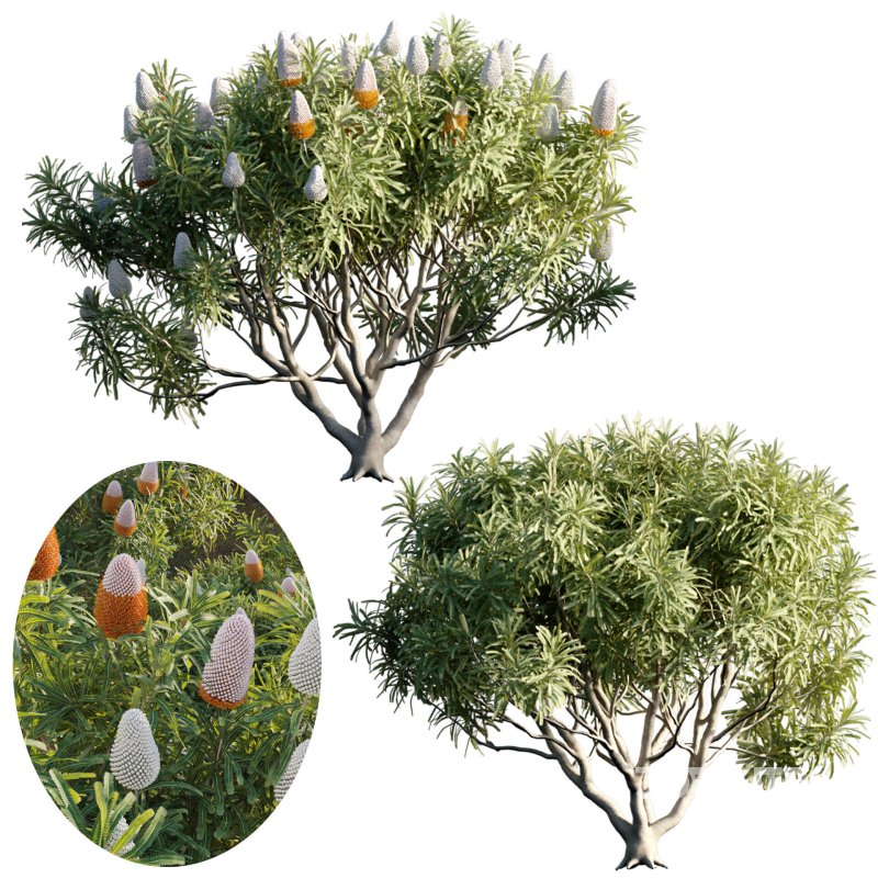 Banksia prionotes – Acorn banksia 03 Image 2